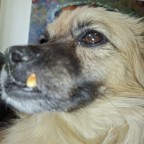 Shades, a 200lbs fat appreciator From Netherlands