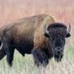Buffalo, a 280lbs feeder From United States