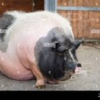 Love2eat, a 247lbs feedee From Germany