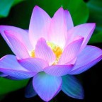 Juliet122, a 349lbs feedee From Costa Rica