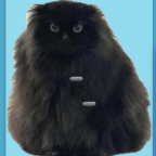 Helloelectro, a 160lbs mutual gainer From United States