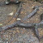 Cbop, a 137lbs feeder From United States