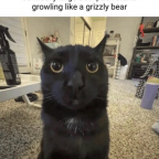 Hensivil, a 180lbs feeder From United States