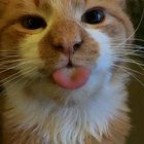 Locogato7, a 0lbs  From United States