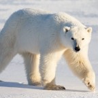PolarbearLife, a 470lbs feedee From United States