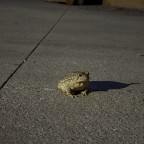 Kilr0y, a 120lbs feeder From United States