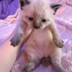 Undercoverchunkymonkey, a 240lbs feedee From United States