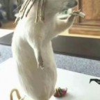 Fattylover25, a 0lbs  From New Zealand