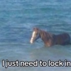 Jralston, a 150lbs feeder From United States