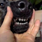 Ass Feeder, a 210lbs feeder From Poland