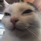 TheBiggestRocko666, a 0lbs  From Mexico