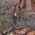 Mombodlvr, a 0lbs  From United States