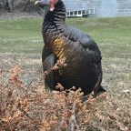 TenaciousA, a 190lbs feeder From United States