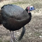 TenaciousA, a 190lbs feeder From United States