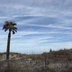 MJ1, a 210lbs feeder From United States