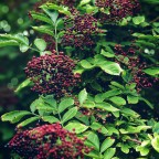 ElderberrySmeller, a 195lbs feeder From United States