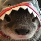 Vampop, a 0lbs  From Latvia