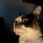 SandwichGoblin, a 125lbs feeder From United States