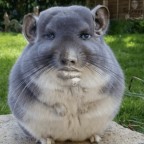 DeeDeeBigBelly, a 208lbs feedee From United States